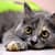 Amazing Cute Cats HD Wallpaper