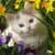 Wallpaper Cute Cat HD
