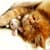 Funny Cats Images HD Wallpaper