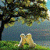 Cute Love Puppy Live Wallpaper