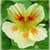 Amazing Flowers