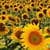 Sunflowers Field Live Wallpaper