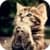 Cute Cats Live Wallpaper 3D