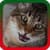 Meow Ringtones