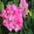 Bougainvillea Flowers Onet Classic Game