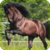 Beautiful wild horses
