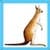 Kids Kangaroo