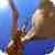 Giraffe Hidden Capture Live WP