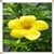 Buttercup Flowers Onet Classic Game