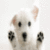Dog Wallpaper HD