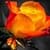 Orange Rose Live Wallpaper