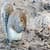 Cute Chipmunk Live Wallpaper