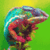 101 Amazing Animals