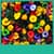 Free Flowers Live Wallpapers