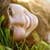 Girl Lying On Grass Live Wallpaper