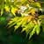 Autumn Leaves Live Wallpaper 2