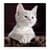 Cute Cat Wallpapers in HD