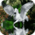 Pegasus Reflection Live Wallpaper