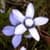 Picasa Photo Albums