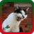 Angry Cats Ringtones