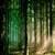 amazing forest hd wallpaper