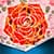 Roses Crop Photo