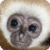 Monkeys : Funny Wild Animals
