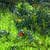 Nature Live Wallpaper 144
