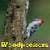 Wood Peckers
