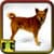 A Picture Of A Dog