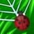 Bugs Line Puzzle