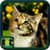 Free Download Cat Wallpapers