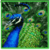 Feathery Facts About Peacocks