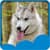 Latest Husky Live Wallpapers