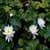 Water Lilies Live Wallpaper Free
