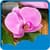New Orchid Live Wallpapers