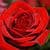 Fresh sparkle dew drops on red flower Wallpaper HD