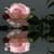 Beautiful Pink Rose Live Wallpaper free