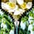 Snowdrop Zipper Lock Screen