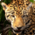 Zoo : Savanna Wild Animals