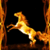 Fire Horse Live Wallpaper Free