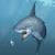 Shark Invasion