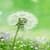 Spring Dandelion Live Wallpaper