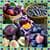 Plum Collage