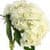 White Hydrangea Wallpaper HD