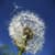 Flying Dandelion Flower Live Wallpaper
