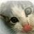 iPet Cats