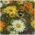 Bee 3D Live Wallpaper