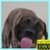 Dog Licks Screen Video Live Wallpaper