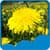 Dandelions Live Wallpapers Latest